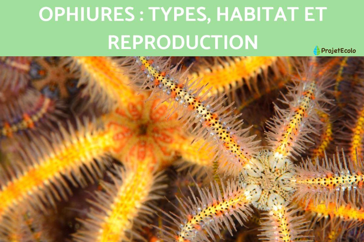 Ophiures : types, habitat et reproduction