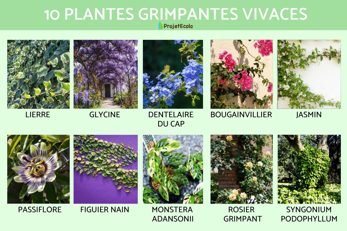 10 PLANTES GRIMPANTES VIVACES - Guide de jardinage