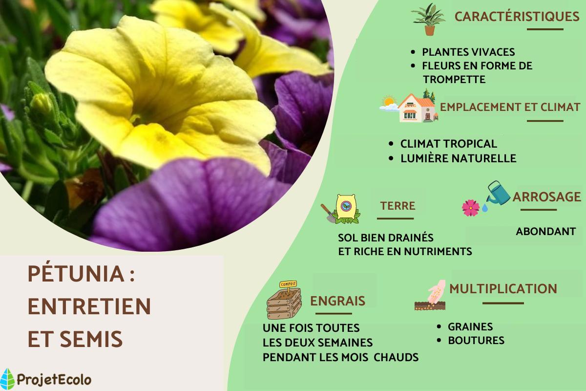 Pétunia : entretien et semis