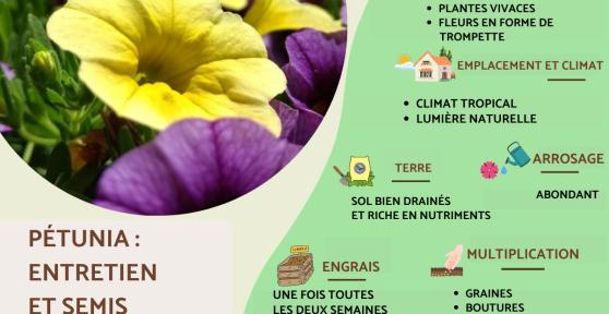 Pétunia : entretien et semis