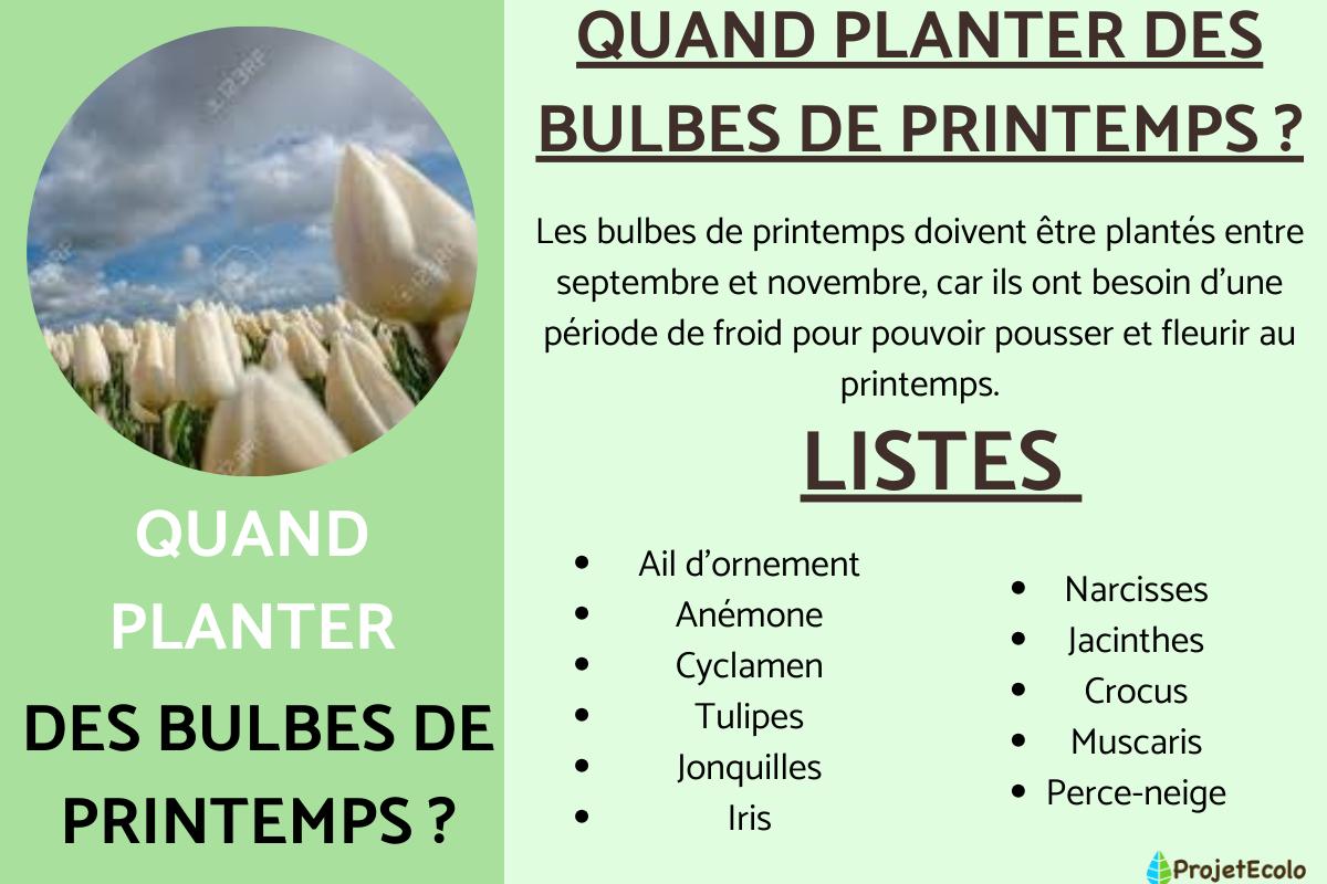 Quand planter les bulbes de printemps ?