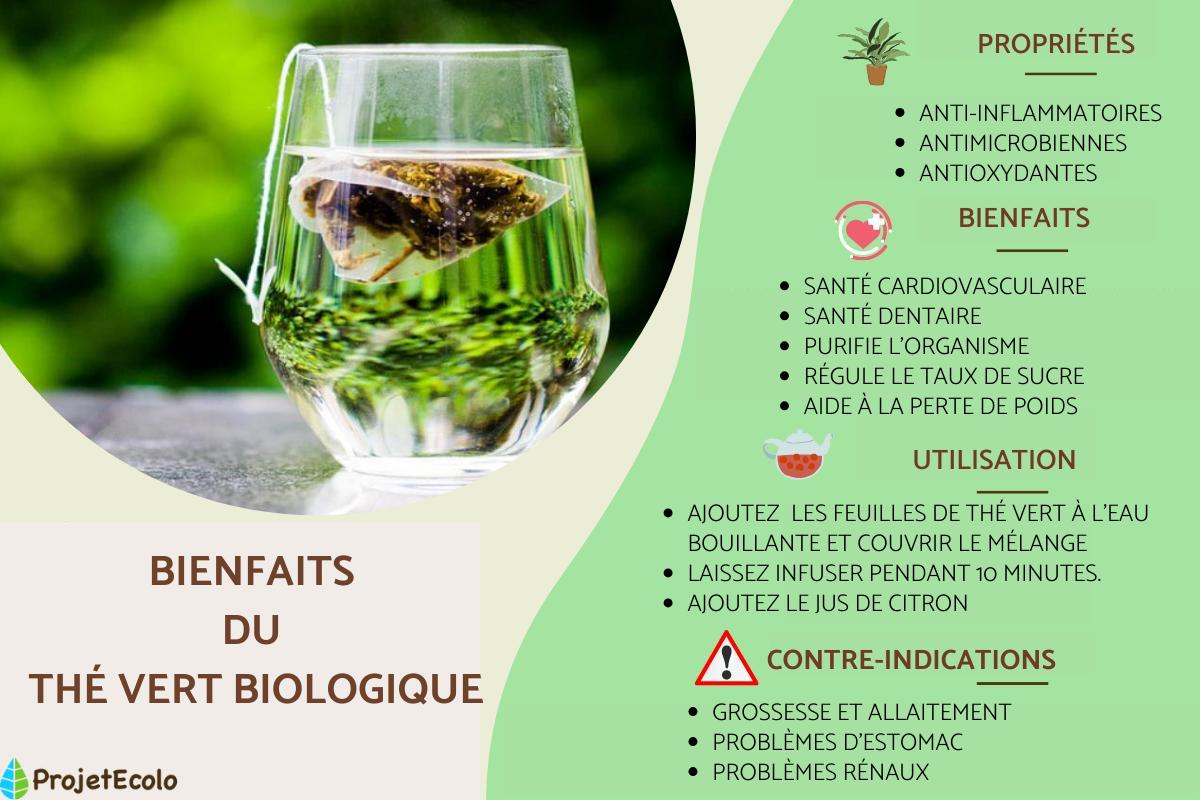 Thé vert biologique : propriétés et bienfaits