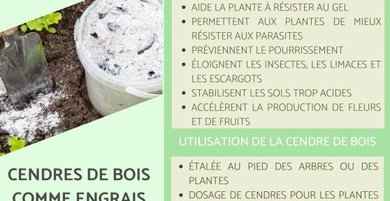 Cendres de bois comme engrais