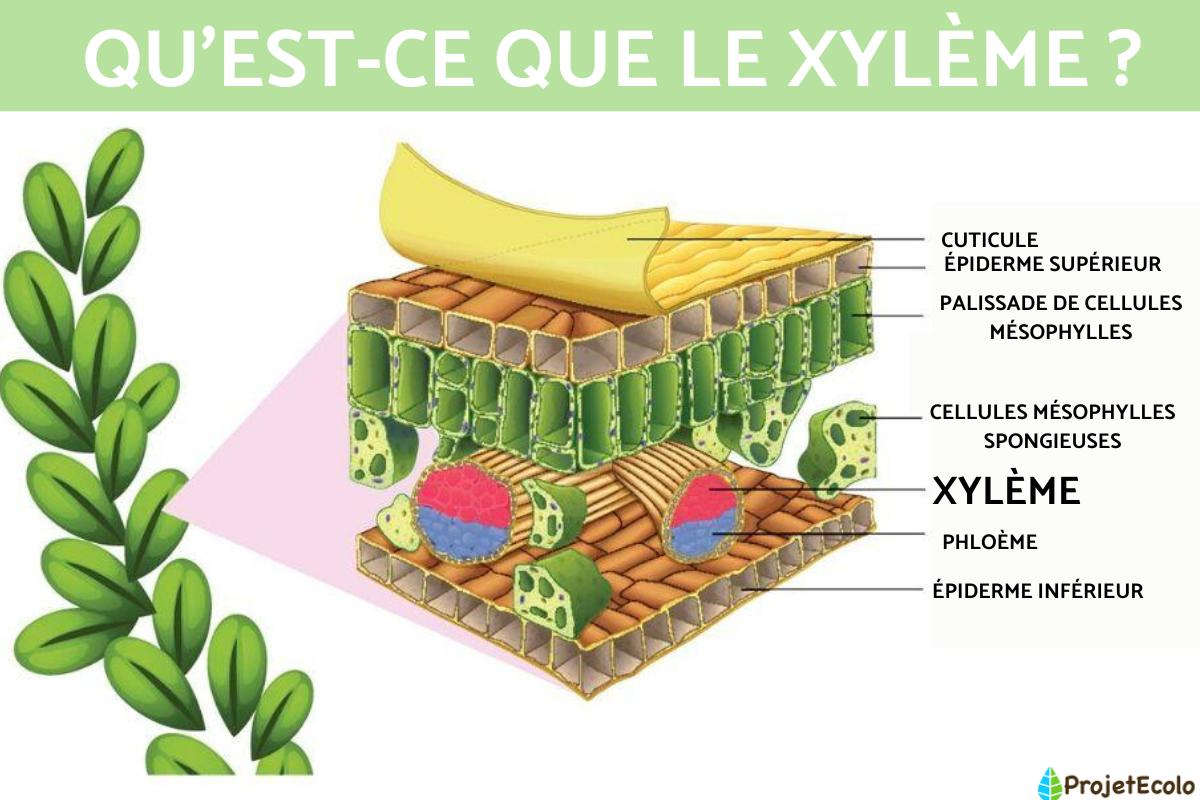 Xylème : Définition, fonction et différences avec le phloème