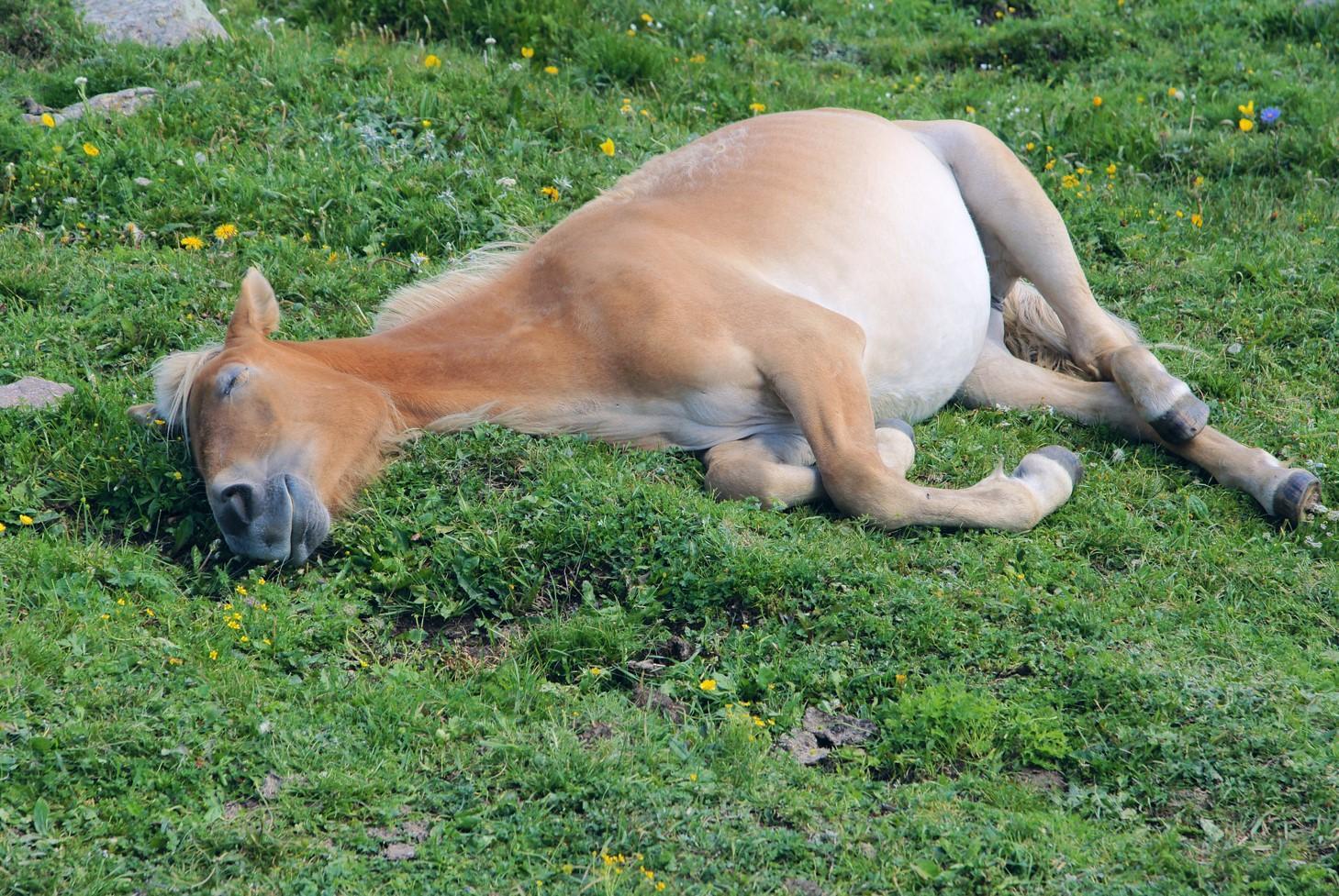 Comment DORMENT les CHEVAUX ? Debout ou couchés